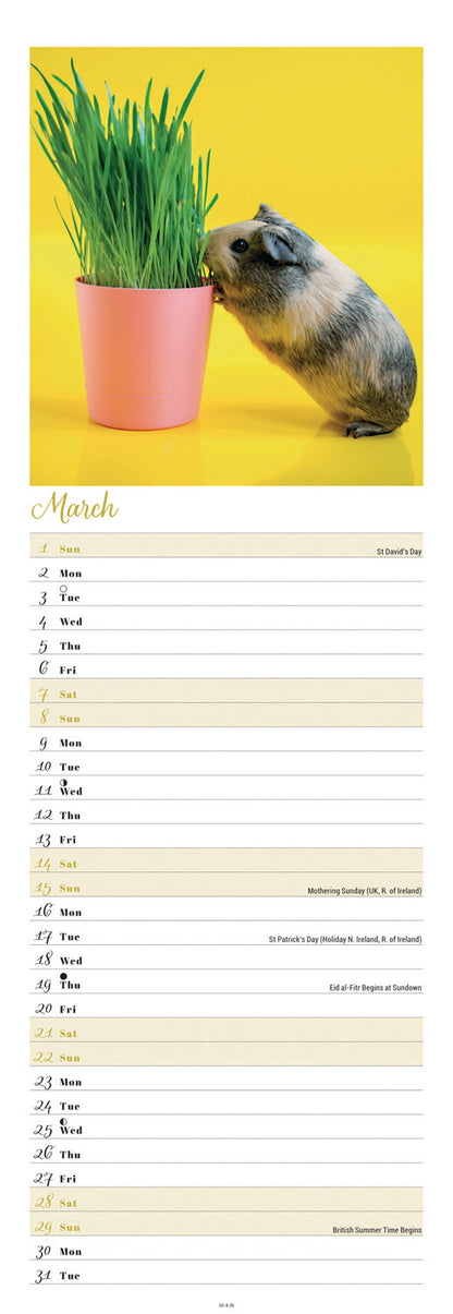 Guinea Pigs Slim Calendar 2026