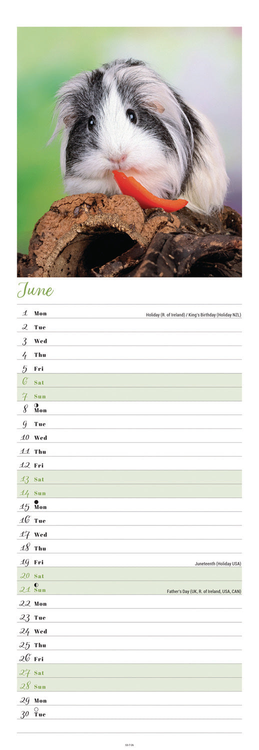 Guinea Pigs Slim Calendar 2026