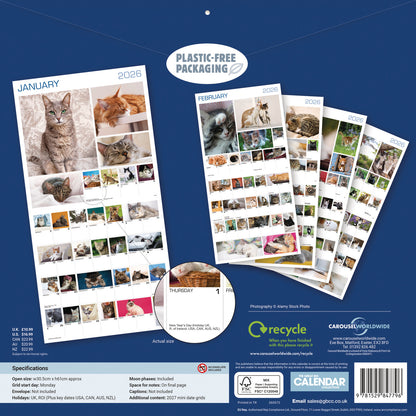 Cats 365 Days Wall Calendar 2026