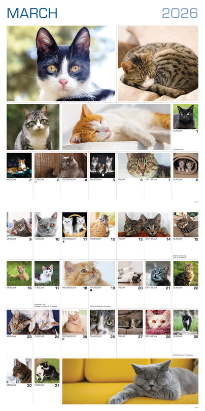 Cats 365 Days Wall Calendar 2026