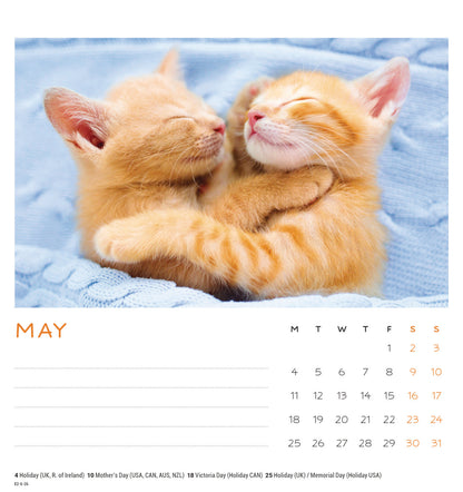 Cat Naps Easel Calendar 2026