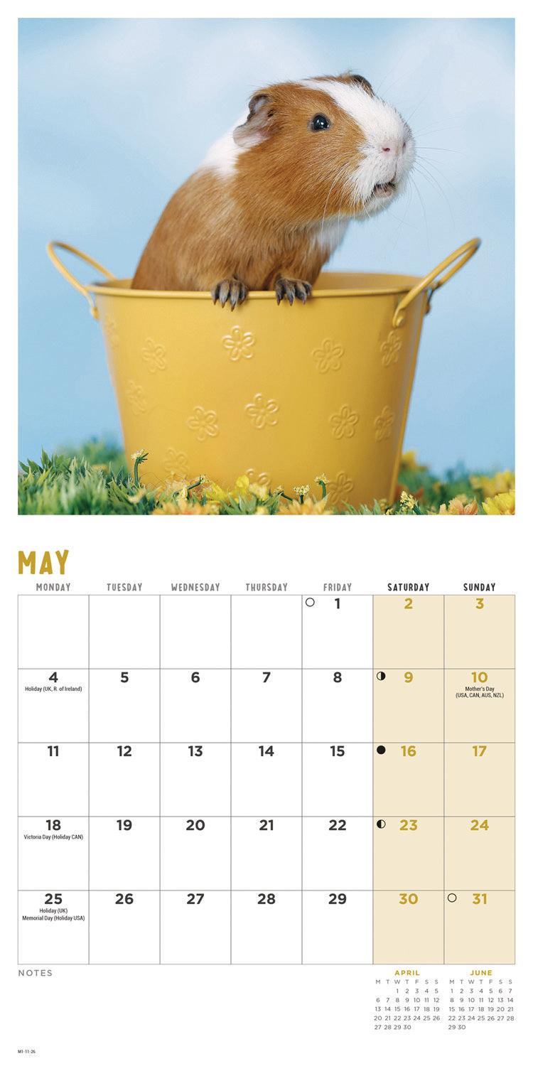 Guinea Pigs Mini Calendar 2026