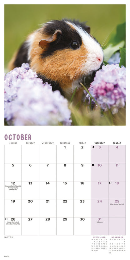 Guinea Pigs Mini Calendar 2026