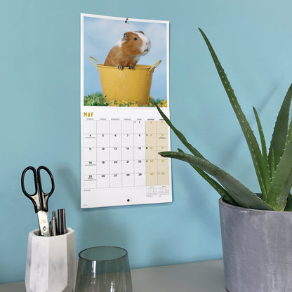 Guinea Pigs Mini Calendar 2026