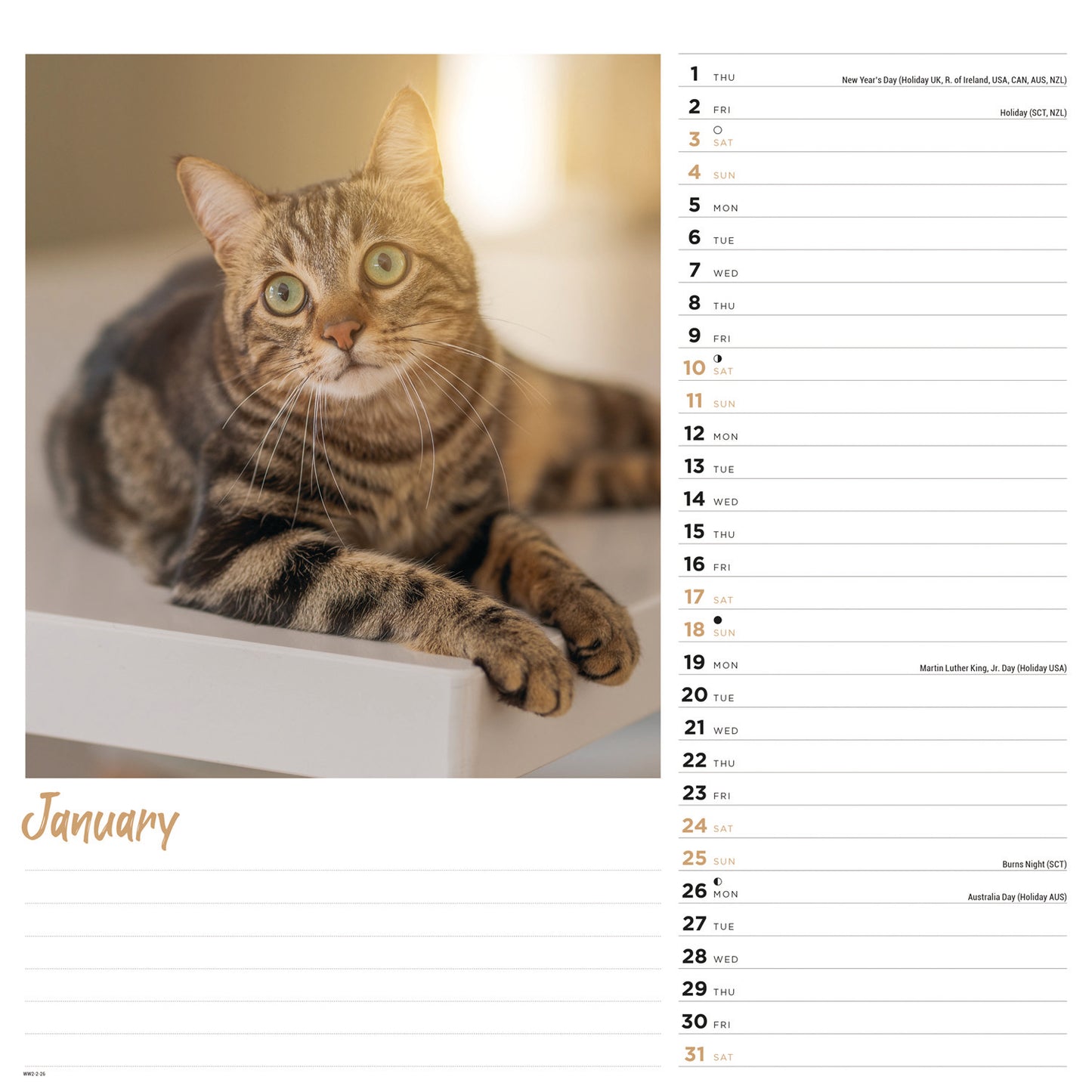 Cats Wiro Wall Calendar 2026