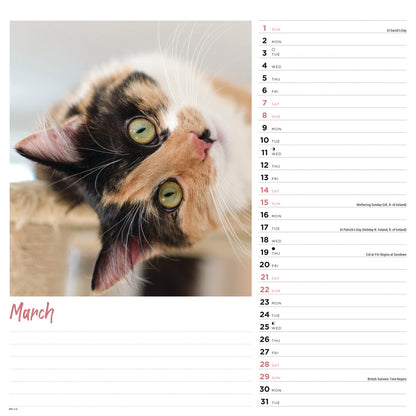 Cats Wiro Wall Calendar 2026