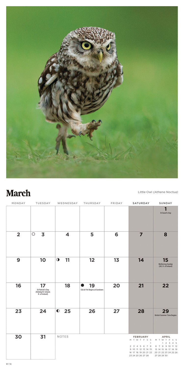 Owls Mini Calendar 2026