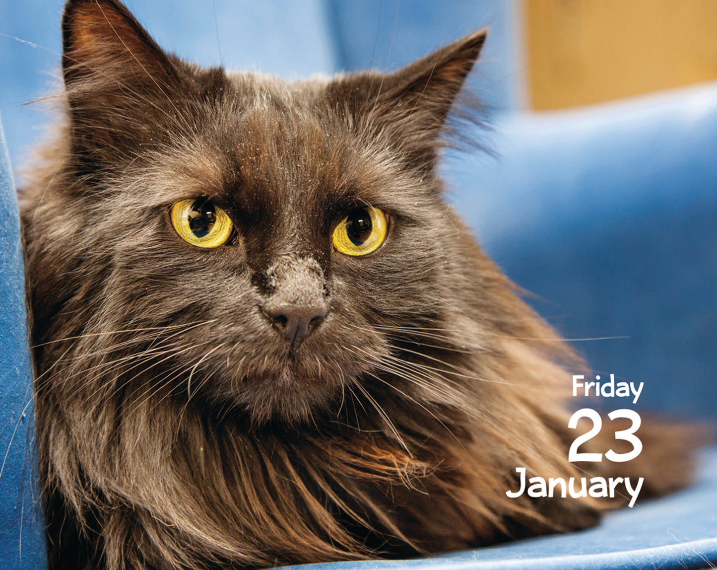 Cats Mini Box Calendar 2026