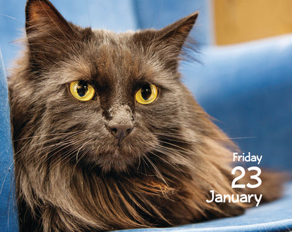 Cats Mini Box Calendar 2026