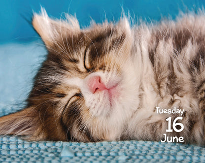 Cats Mini Box Calendar 2026