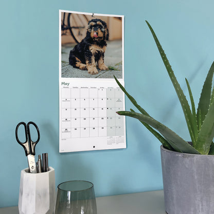 Cockapoo Puppies Mini Calendar 2026