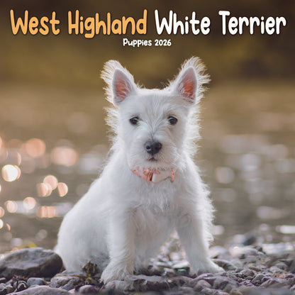 West Highland White Terrier Puppies Mini Calendar 2026