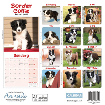 Border Collie Puppies Mini Calendar 2026