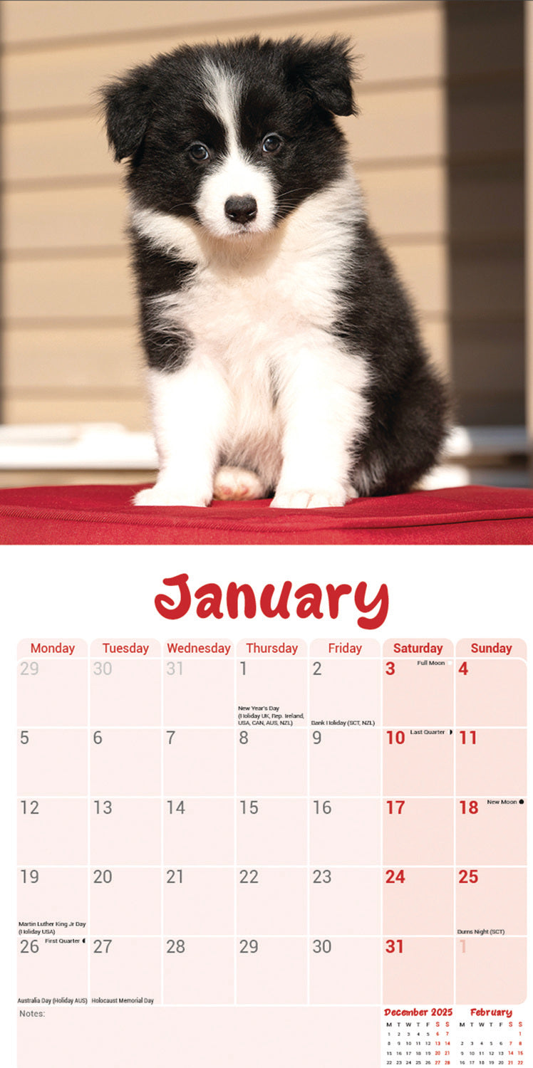 Border Collie Puppies Mini Calendar 2026