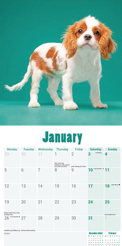 Cavalier King Charles Spaniel Puppies Mini Calendar 2026