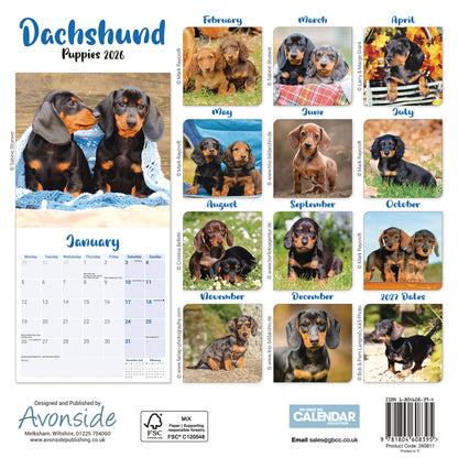 Dachshund Puppies Mini Calendar 2026