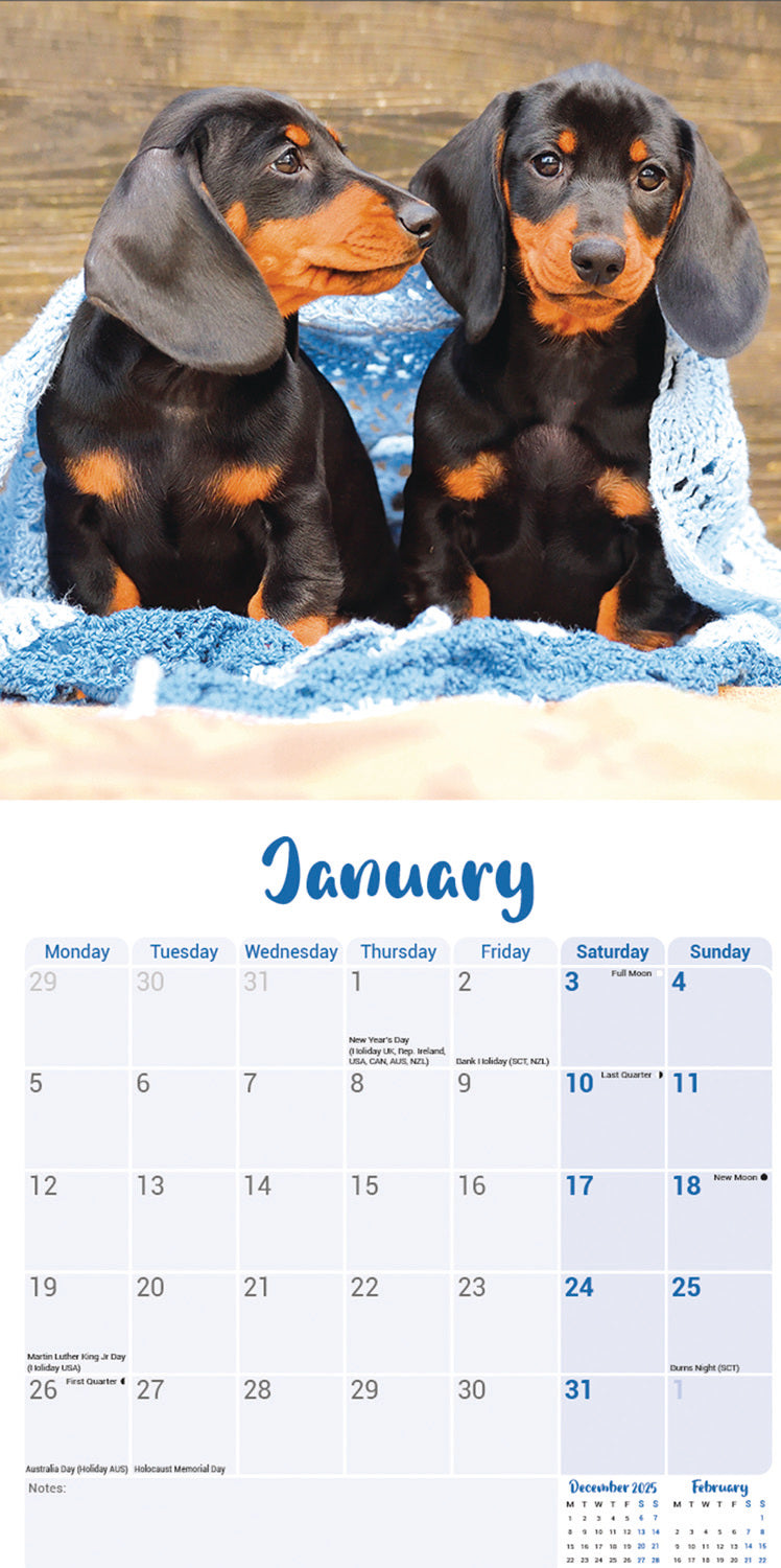 Dachshund Puppies Mini Calendar 2026