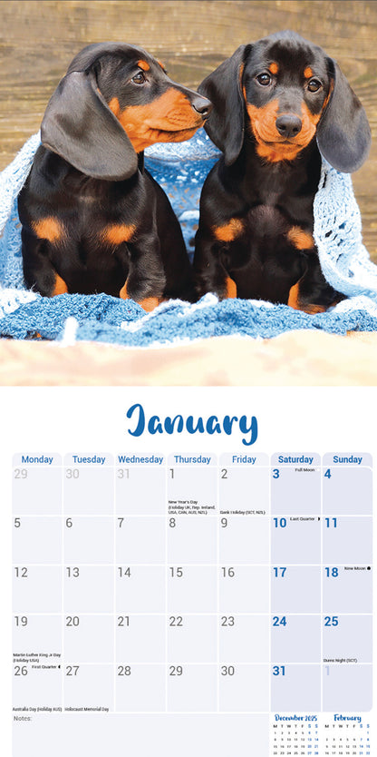 Dachshund Puppies Mini Calendar 2026