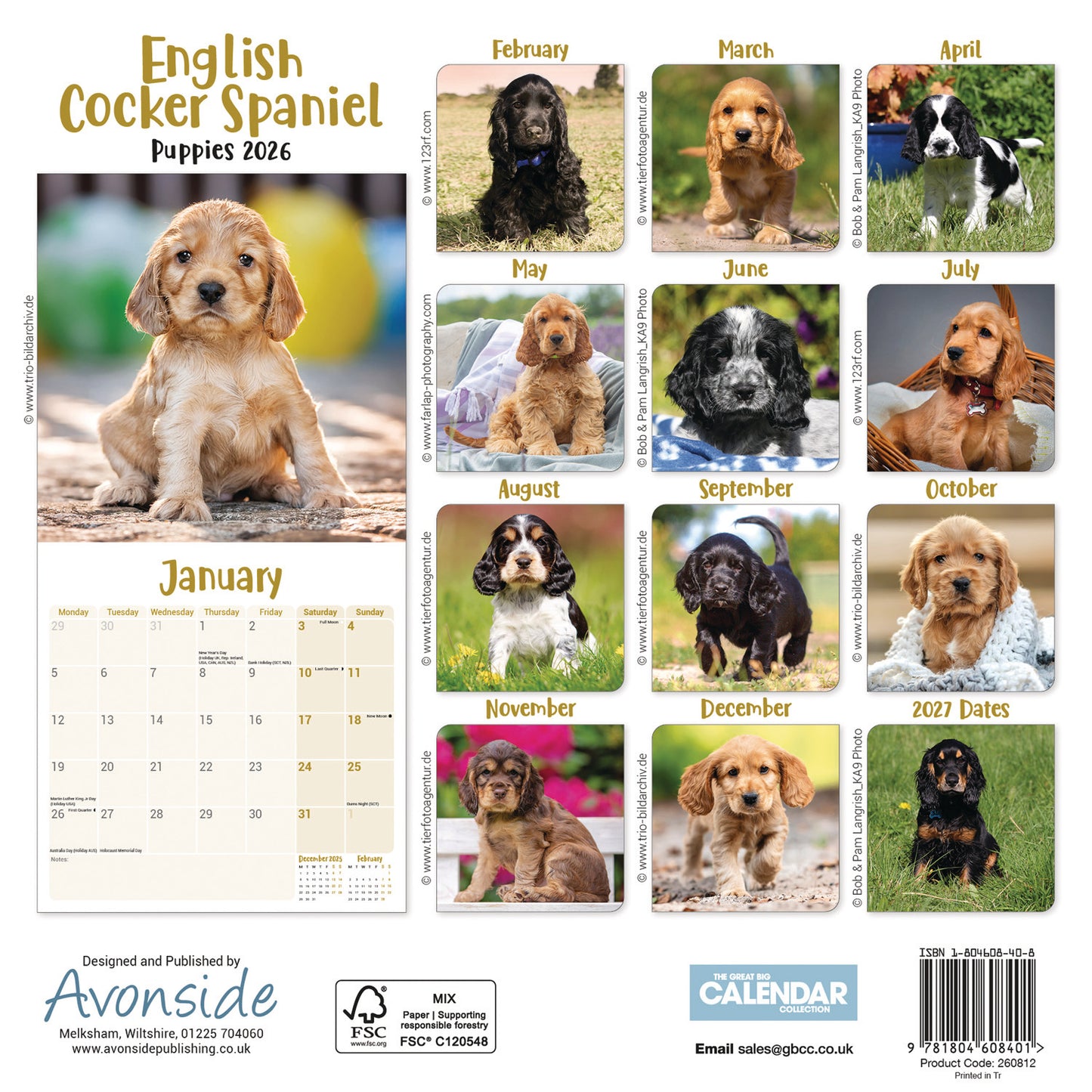 English Cocker Spaniel Puppies Mini Calendar 2026