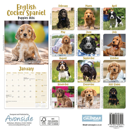 English Cocker Spaniel Puppies Mini Calendar 2026
