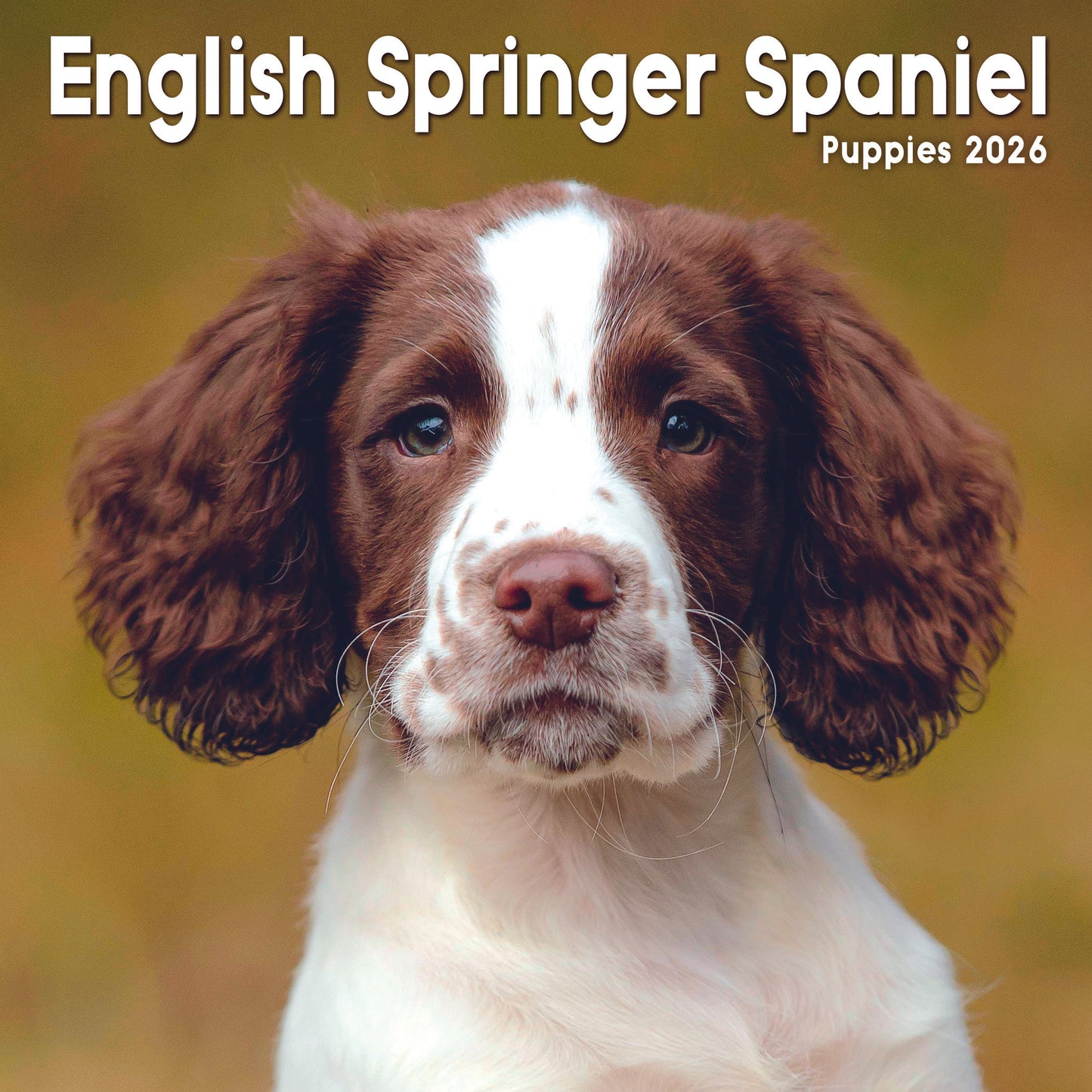 English Springer Spaniel Puppies Mini Calendar 2026