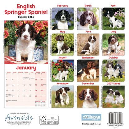 English Springer Spaniel Puppies Mini Calendar 2026