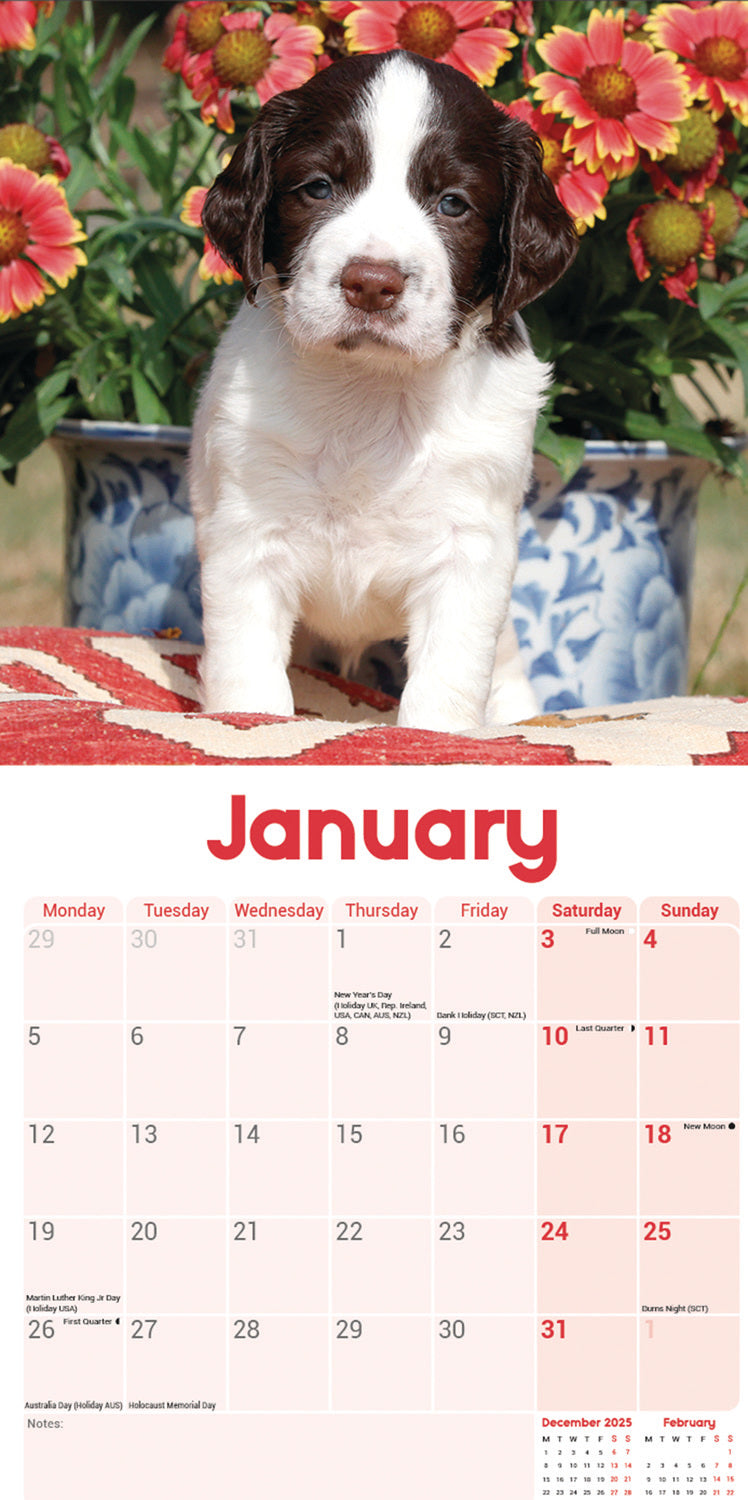English Springer Spaniel Puppies Mini Calendar 2026