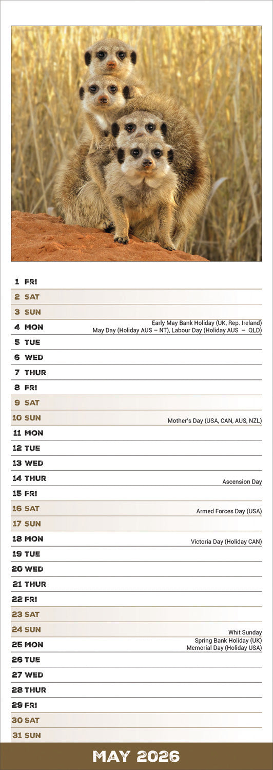 Meerkats Slim Calendar 2026