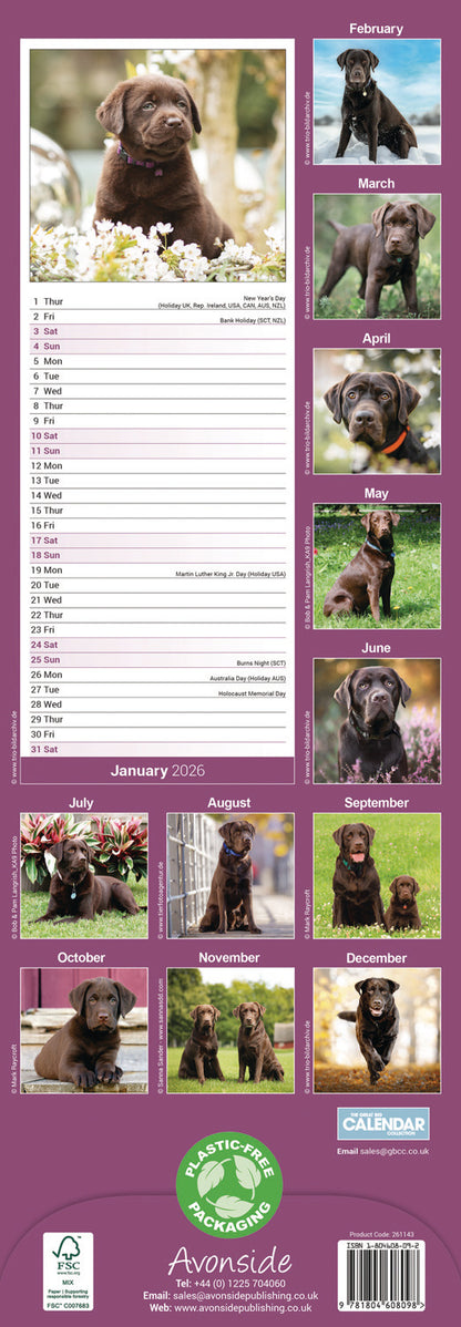 Labrador Retriever Chocolate Slim Calendar 2026