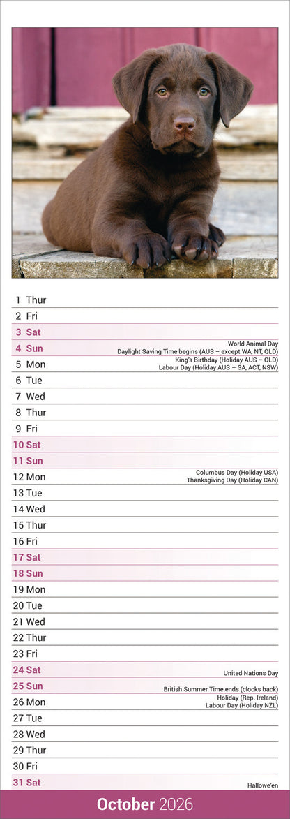 Labrador Retriever Chocolate Slim Calendar 2026