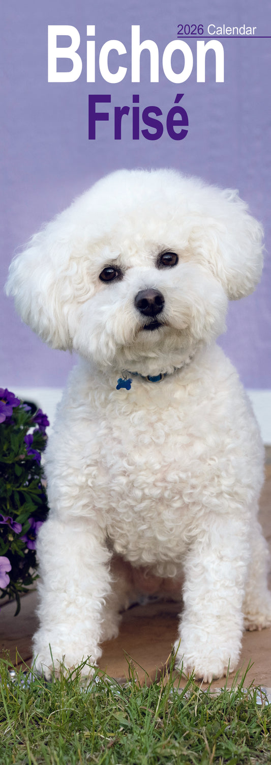 Bichon Frise Slim Calendar 2026