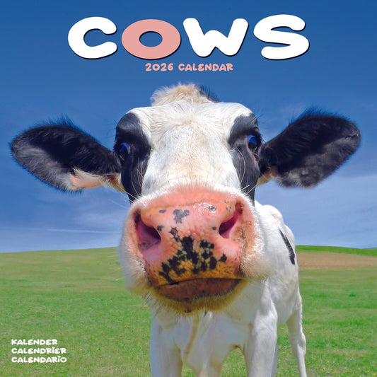 Cows Wall Calendar 2026