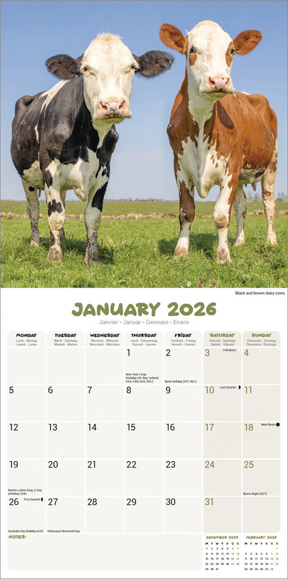Cows Wall Calendar 2026