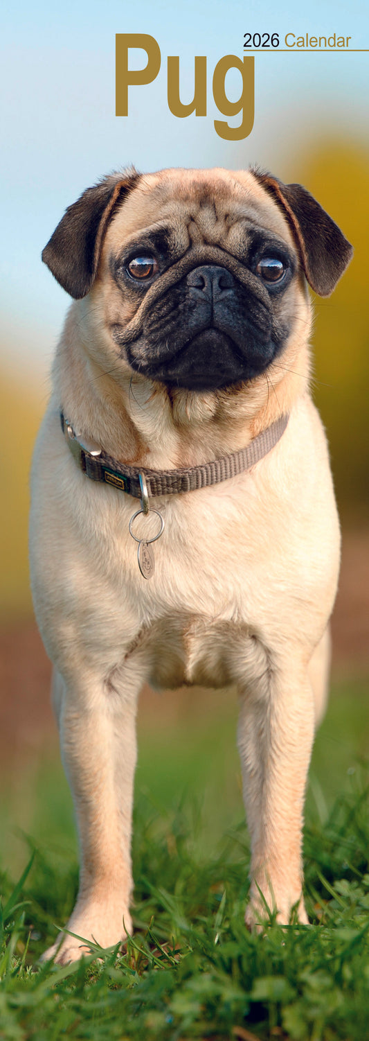 Pug Slim Calendar 2026