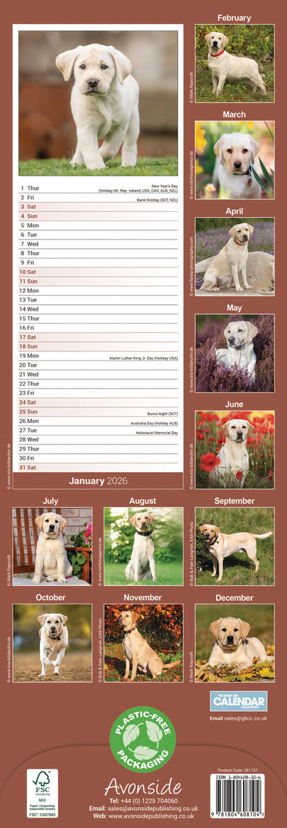 Labrador Retriever Yellow Slim Calendar 2026