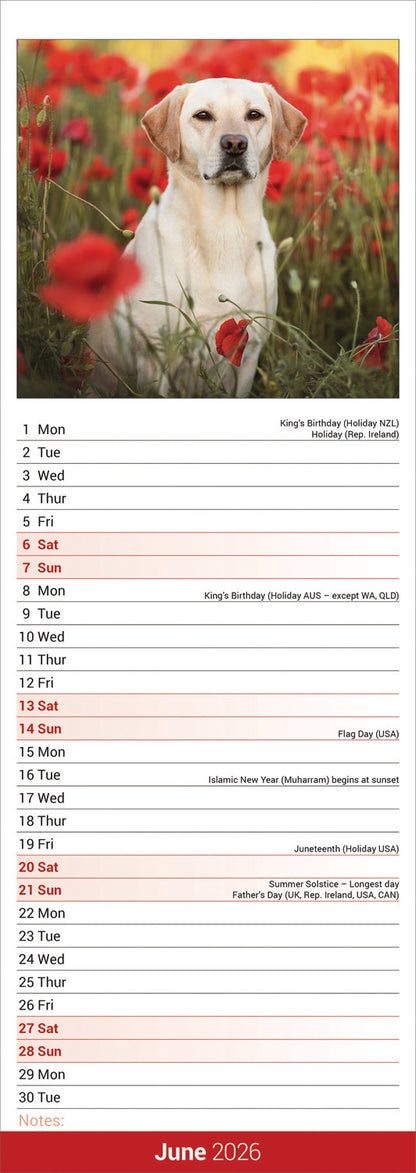 Labrador Retriever Yellow Slim Calendar 2026