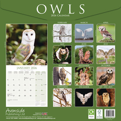 Owls Wall Calendar 2026