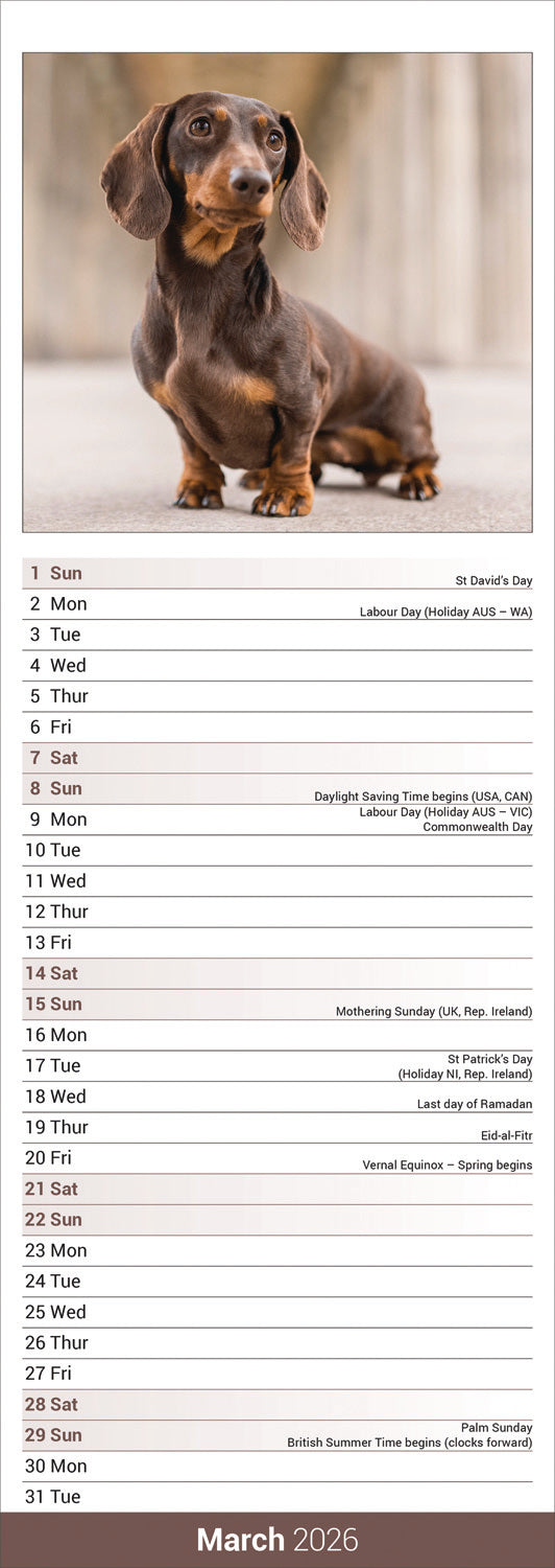 Dachshunds Slim Calendar 2026