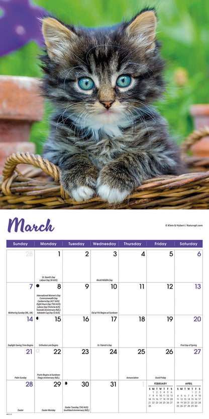 Kittens Mini Calendar 2027