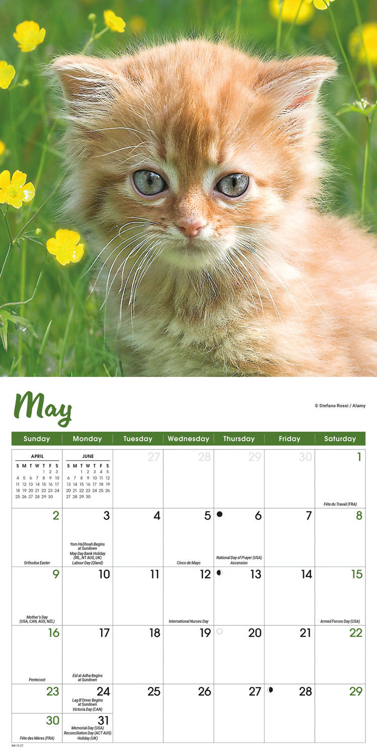 Kittens Mini Calendar 2027