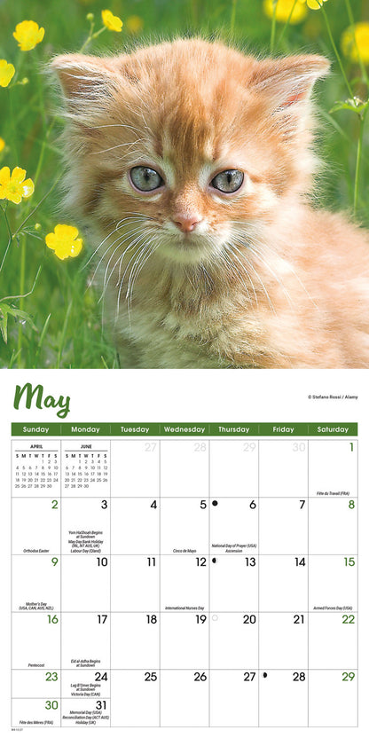 Kittens Mini Calendar 2027