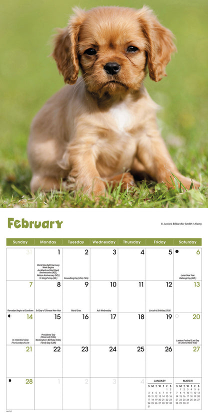 Puppies Mini Calendar 2027