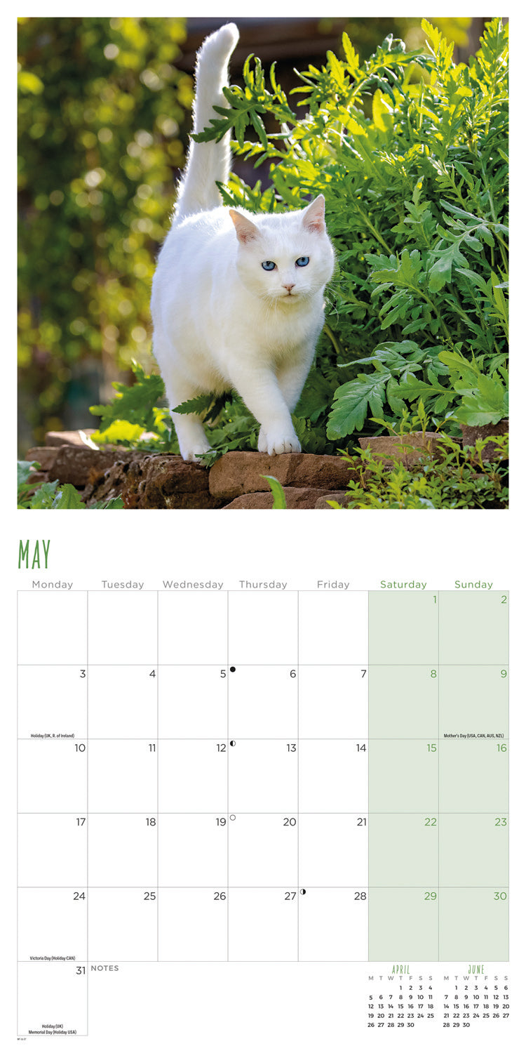 Cats Wall Calendar 2027