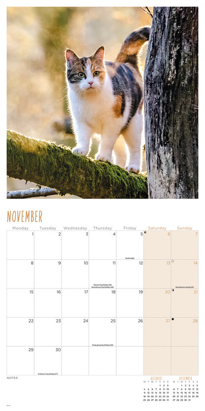 Cats Wall Calendar 2027
