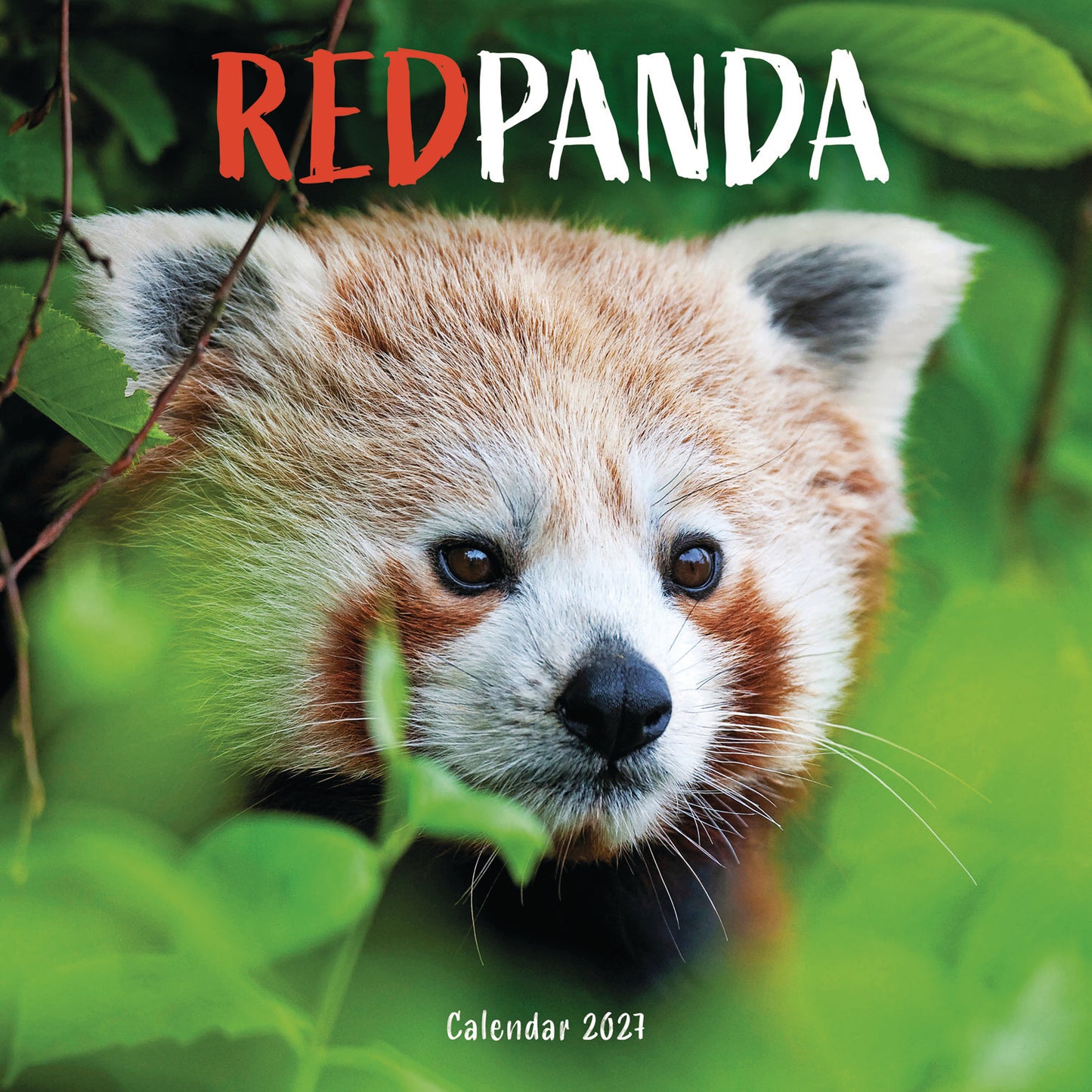Red Pandas Wall Calendar 2027