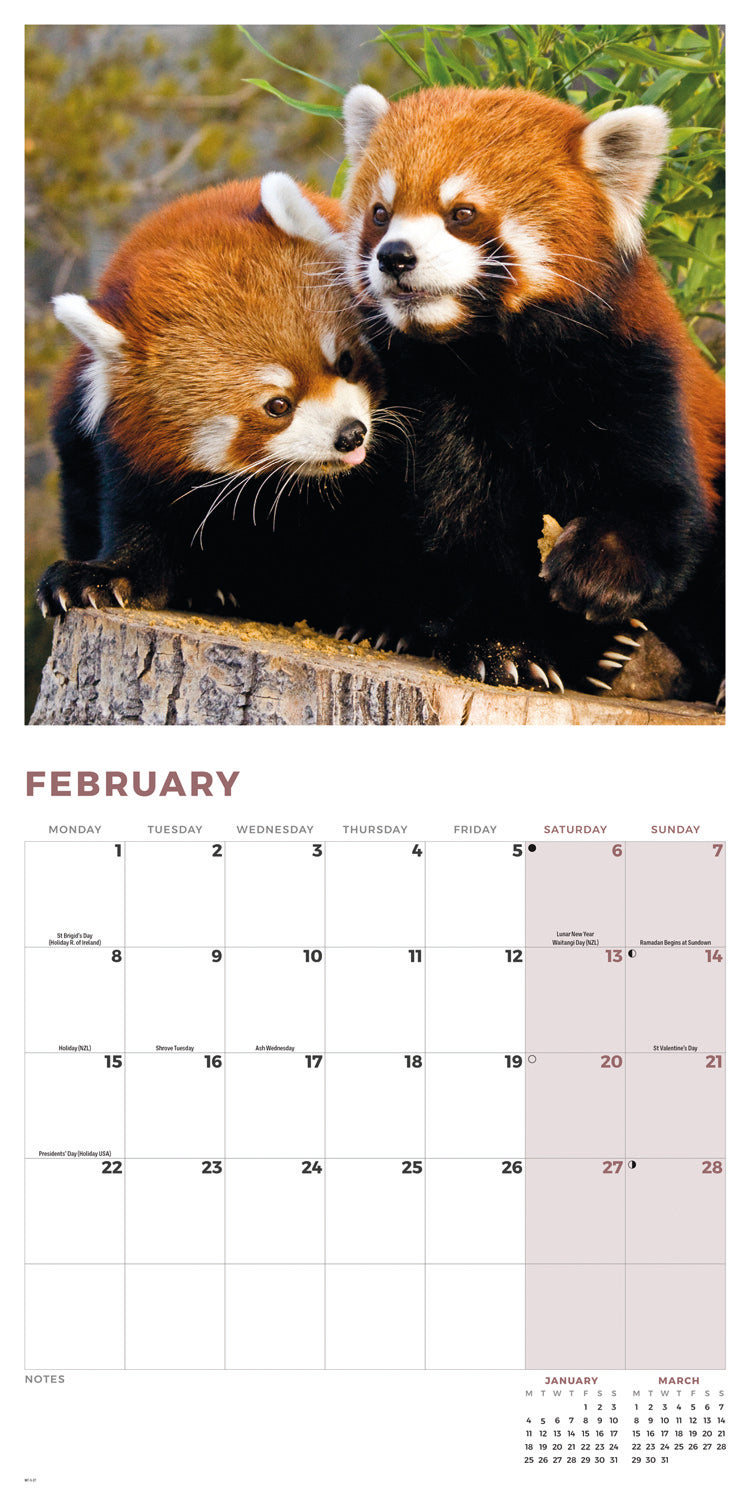 Red Pandas Wall Calendar 2027