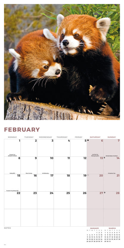 Red Pandas Wall Calendar 2027