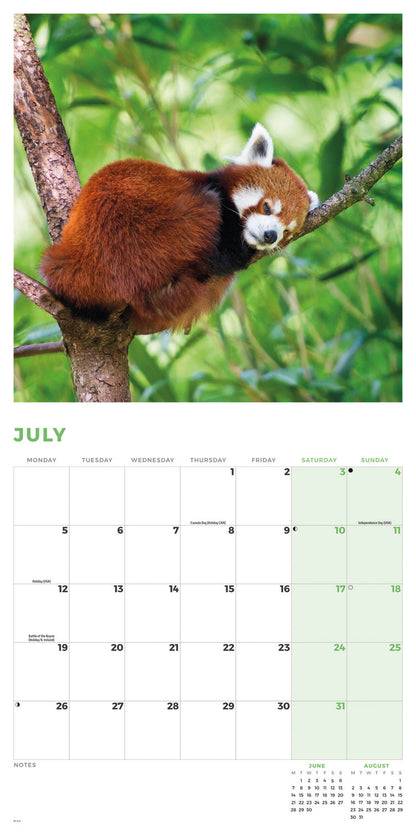 Red Pandas Wall Calendar 2027