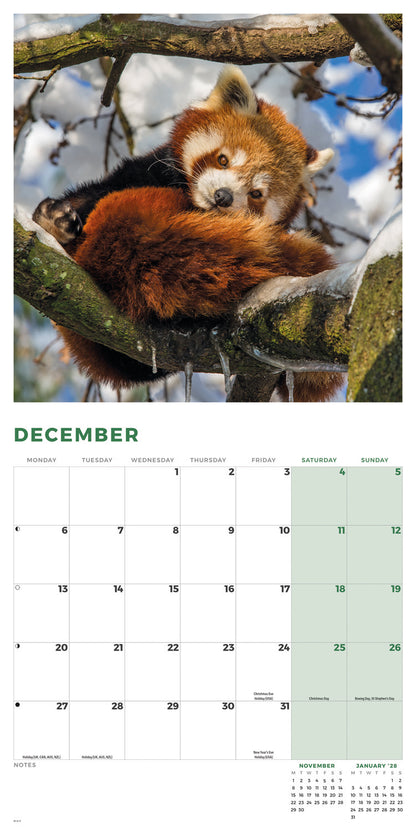 Red Pandas Wall Calendar 2027
