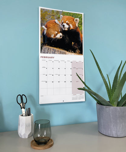 Red Pandas Wall Calendar 2027
